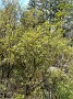5.52- Manuka, l'arbre a the